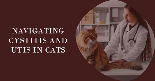 Navigating Feline Health: Understanding Cystitis and Urinary Tract Infections