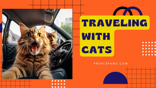 The Cat’s Out of the Bag: Travel Tips for Feline Friends